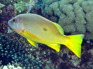 Lutjanus Monostigma